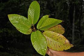 Image result for Dipterocarpaceae