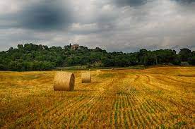 Free Image On Pixabay Harvest Field Wheat Agriculture In 2021 Field Landscape Free Images