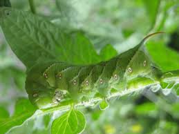 Natural bug and worm repellents for tomato plants are growing in popularity as people become more aware of the toxins in traditional products. Bacillus Thuringiensis A Natural And Safe Microbial Pesticide Finegardening