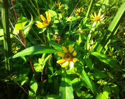 Image result for Anisopappus kirkii