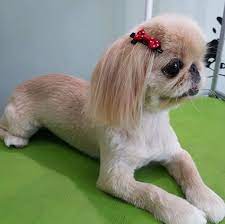 Pekingese Haircut Pekingese Haircut Dog Haircuts Pekingese