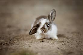 A cat's ears are among the most expressive parts of feline anatomy. My Rabbit Has One Floppy Ear Symptoms And Signals In Bunny Ears