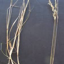 Image result for Aristida diffusa