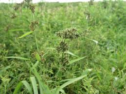 Image result for Fuirena stricta