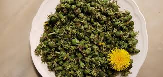 Eingesalzene kapern, wie sie in der italienischen und spanischen küche ihres unverfälschten aromas wegen bevorzugt werden, müssen zuvor gewässert werden. Rezepte Eingelegte Lowenzahn Kapern