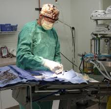Come inside with your pet. Veterinarian Tucson Tucson Veterinarians Encanto Pet Clinic