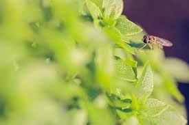 You can try natural fly repellents instead. Basil Pest Control The Truth About Basil And Flies