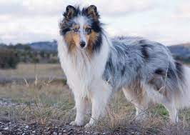 Shetland Sheepdog The Sweet Sheltie