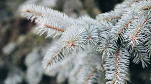 The best time for trimming is early spring, at this time, the plant has not begun to grow intensively, and it will easily pass through it. Is Your Blue Spruce Dying