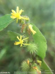 Image result for Triumfetta dekindtiana