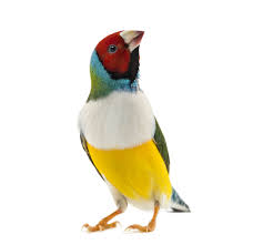 A Brightly Coloured Finch Bird Cages Parrot