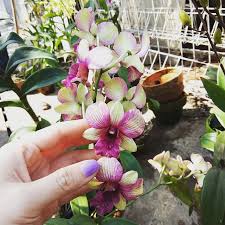 Daftar nama bunga gambar bunga cantik indah unik dan langka lengkap dengan penjelasannya. Bunga Anggrek Sistem Informasi Hukum