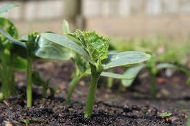 If they're brittle and hard, you may need to water more. Cucumber Growing Tips For Your Garden