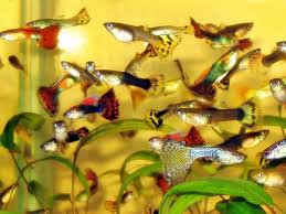 Cara Budidaya Ikan Guppy Lengkap Jalur Budidaya Ikan Tahu