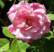 By splitting the stem and dipping each part in different colored water, the colors are drawn into the petals resulting in a multicolored rose. Pacific Horticulture California S Oldest Surviving Roses