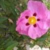 Identifying shrubs is easy in the spring, when those that produce flowers do so. Https Encrypted Tbn0 Gstatic Com Images Q Tbn And9gcqocsufrvhacl7cqmskhp4qelf8dgkkjdavd 8dq3myllh35ito Usqp Cau