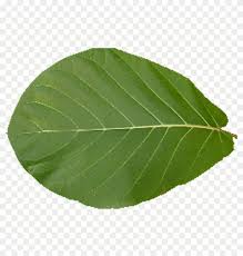 They have a very liberal creative commons license so you can use them in any manner you. Leaf Texture Png Leaf Texture 1024 Transparent Png 1024x1024 5287609 Pngfind