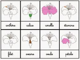 Crapouillotage Cartes Nomenclatures Cartes Theme Projet De Vie Materiel Educatif Montessori Carte Montessori