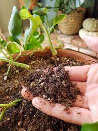 When overwatered, a fern will rot and die quickly. How To Get Rid Of Fungus Gnats In Houseplants Organically Homestead And Chill