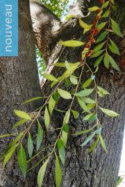 Image result for Putterlickia verrucosa