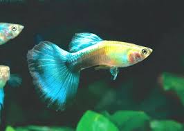 Types Of Guppies Guppy Breeding Species Guppy Tank Fancy Guppy And All About Guppies Fact Aquarium Fish Guppy Fish