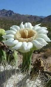 Epingle Par Payet Dominique Sur Fleur Idees De Jardin Fleur Fleurs Insolites Cactus Jardin