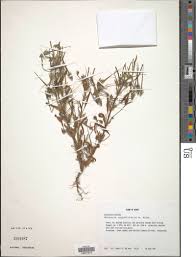 Image result for Monsonia angustifolia