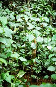 Image result for Macaranga kilimandscharica