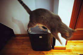 The answer may appear to be a straightforward yes at first glance. Is Bamboo Toxic To Cats The Truth It Depends On The Bamboo
