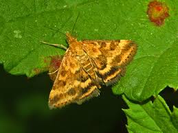 Image result for Pyrausta aerealis