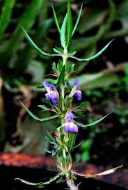 Image result for Hygrophila schulli