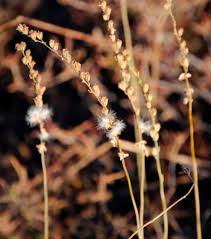 Image result for Eriospermum flexuosum