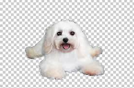 Białe bursztynki hodowla hawańczyk , coton de tulear,hotelik. Maltese Dog Havanese Dog Coton De Tulear Bolognese Dog Bichon Frise Png Clipart Animals Bicho Bolognese