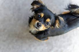 Cavalier king charles spaniel puppies for adoption in pa. Cavalier King Charles Spaniel Cross Chihuahua For Sale Pets Lovers