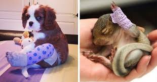 Animals Who Had A Boo Boo And Are Rocking A Cast Animals Sweet Animals Cute Animals