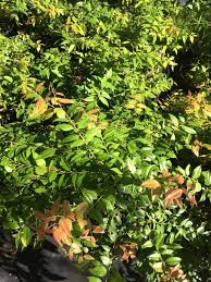 Image result for Agarista