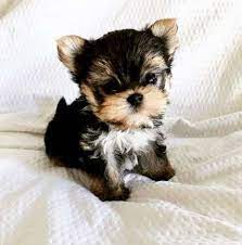 57 Trendy Dogs And Puppies For Sale Home Teacup Yorkie Puppy Yorkie Puppy For Sale Yorkie Puppy