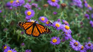 Now many people do not know exactly how the butterfly food is consumed. 10 Tips For Attracting Butterflies To Your Backyard