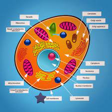 Colored labeled animal cell drawing. Colour Animal Cell Diagram Coloring Pages For Kids