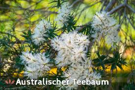 Das universelle heilmittel wird insbesondere bei erkrankungen der atemwege und. Teebaum Teebaumol Anwendung Wirkung Inhaltsstoffe Heilpflanzemelaleuca Alternifolia Das Grosse Deutsche Bach Bluten Portal