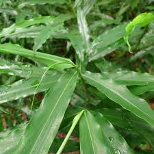 Image result for Aframomum mala