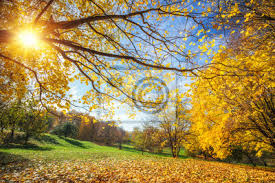 Paesaggio soleggiato hd / sfondo paesaggio soleggiato design piatto scarica immagini vettoriali. Soleggiato Paesaggio Autunnale Con Alberi Dorati E Cielo Blu Dipinti Da Parete Quadri Rurale Vibrante Albero Myloview It