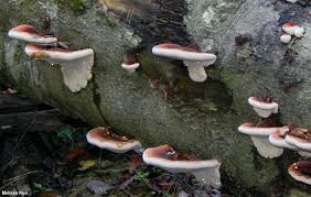 Image result for Ischnoderma resinosum