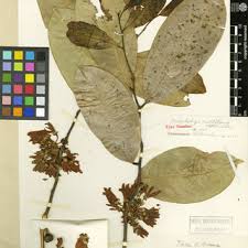 Image result for Artabotrys monteiroae