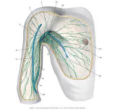 Swollen or painful lymph nodes are a sign that the immune system is active, for example to fight an. Lymph Nodes And Lymph Vessels Of The Axilla Flashcards Quizlet