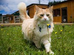 Pin On Pets Cats