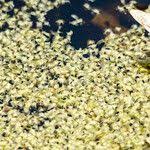 Image result for Wolffiella