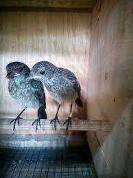 Selain itu, sirip perut pejantan akan lebih. Cara Ternak Atau Budidaya Burung Decu Kacer Mini Saxicola Caprata Tips Dan Bisnis Seputar Burung