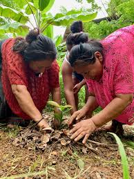 Jul 19, 2021 · with pictures and planting dates for close to 20 types of fruit that grow well in the low desert of arizona, you are sure to find one to try. Planting Fruit Trees For Guatemalan Families Globalgiving