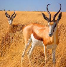 Top 10 Fastest Animals On The Planet World S Fastest Animals Pets South African Animals Africa Animals African Wildlife Photography